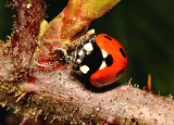 Seven Spot Ladybird.