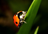 Seven Spot Ladybird.