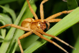 Nursery Web Spider.