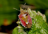 Sloe bug -  (Dolycoris baccarum).