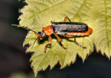 Soldier Beetle - Cantharis pellucida.