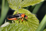 Soldier Beetle - Cantharis pellucida.