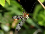 Spider tackling a Scorpion Fly.