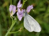 Wood White Butterfly. (Quite rare).