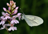 Wood White Butterfly.