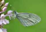 Wood White Butterfly. (Quite rare).