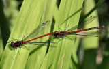 Large Red Damselflies.