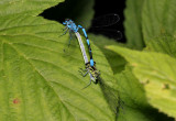 Azure Damselflies.