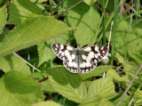 Marbled White Butterfly.