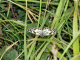 Marbled White Butterfly.