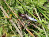 Broad Bodied Chaser. (male).
