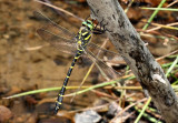 Golden-ringed Dragonfly.