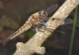 Four-spotted Chaser.