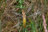 Broad Bodied Chaser.