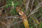 Broad Bodied Chaser.
