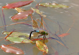Emperor Dragonfly laying eggs.