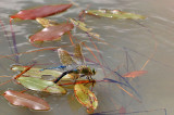 Emperor Dragonfly laying eggs.