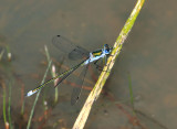 Common Emerald Damselfly.