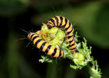 Cinnabar moth caterpillars.