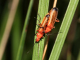 Soldier Beetles.