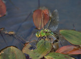Emperor Dragonfly laying eggs.
