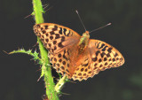 Silver-washed Fritillary (female).