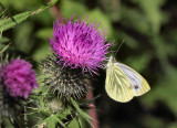 Green-veined White.