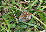 Common Blue Butterfly (male). 