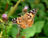 Painted Lady.
