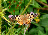 Painted Lady.