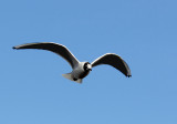 Black headed gull.