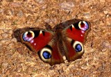 Peacock Butterfly.