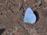Holly Blue - Celastrina argiolus.
