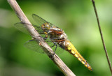 Broad Bodied Chaser (Female).