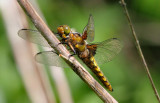 Broad Bodied Chaser (Female).