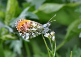 Orange Tip Butterfly (male).