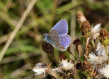 Common Blue (male).