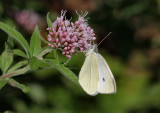 Small White.
