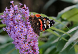 Red Admiral.