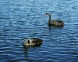 Swans