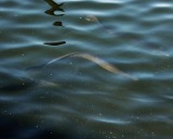 Eel