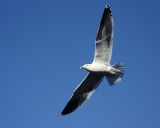 Black-backed Gull 3
