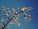 Plum-2