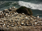 Gannet Colony 5