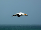 Flying Gannet 2