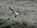Flying Gannet 4