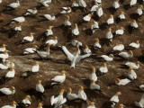 Gannet Colony 8