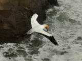 Flying Gannet 5