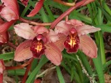 Orchid 1