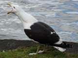 Blackbacked Gull 2